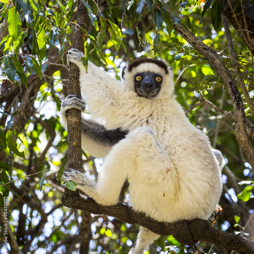 Obraz premium Verraux Sifaka standing on a branch tree