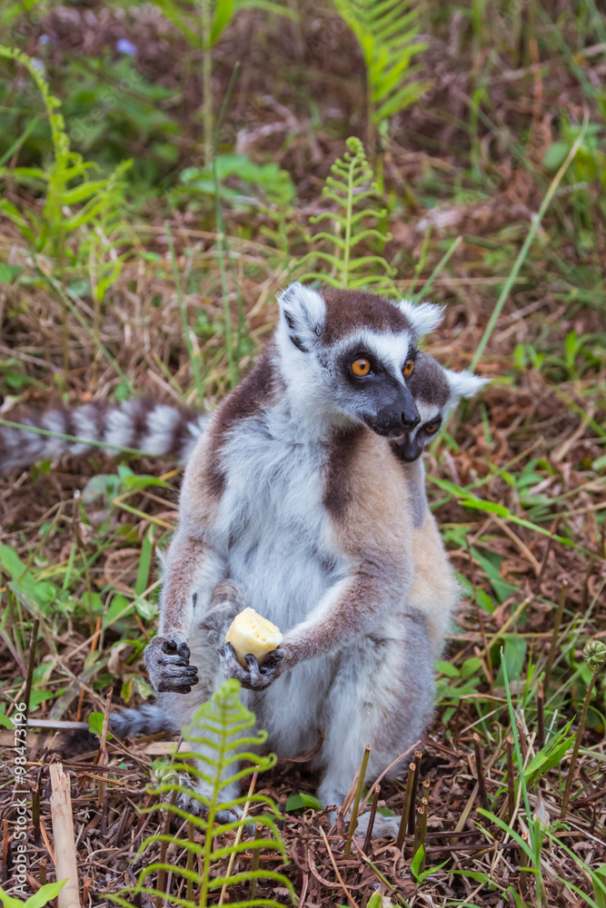 Fototapeta premium Ring-tailed lemurs family