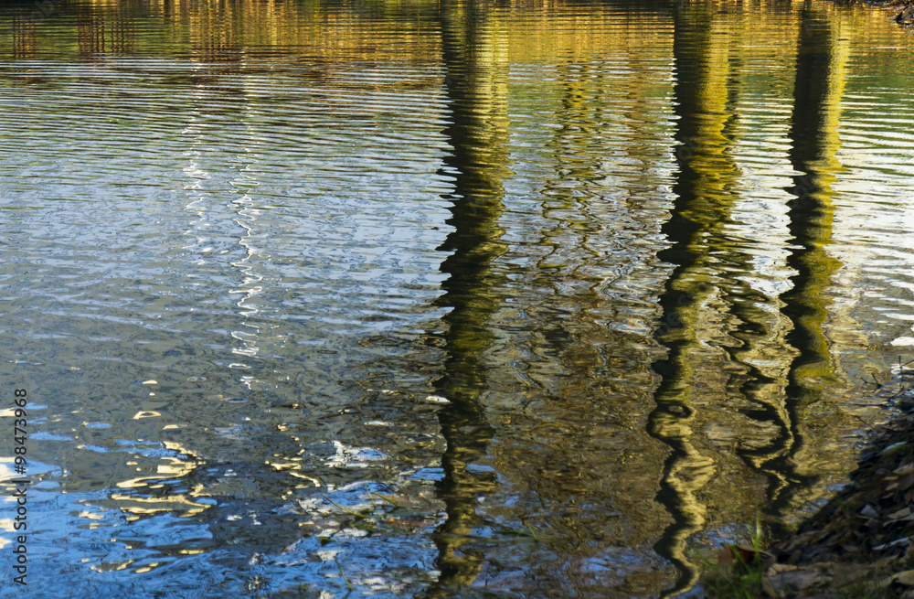Tree stems reflections in rippled water Tree stems reflections in rippled water