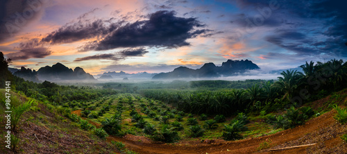 Fantastic screen of fog in morning