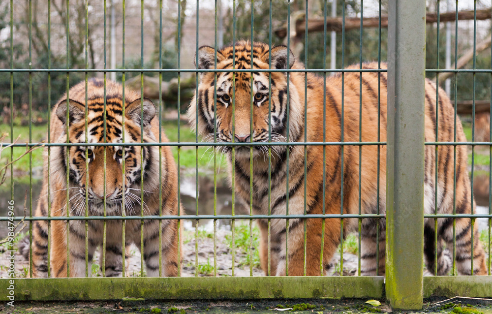 Fototapeta premium Tiger lauern vor Zaun