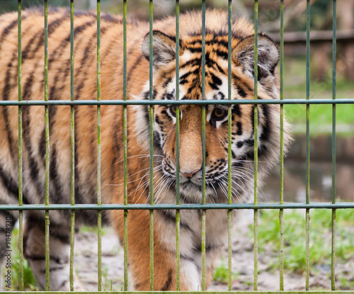 Tiger lauert vor Zaun