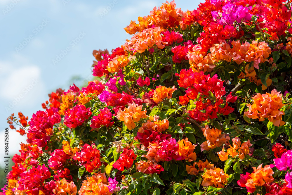 Obraz premium Colorful Bougainvillea flower