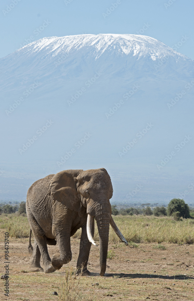 Obraz premium Kenya Africa Amboseli reserve Mt Kilimanjaro and Elephant.
