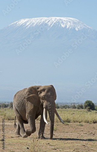 Kenya Africa Amboseli reserve  Mt Kilimanjaro and Elephant. © 169169