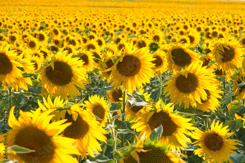 girasoles
