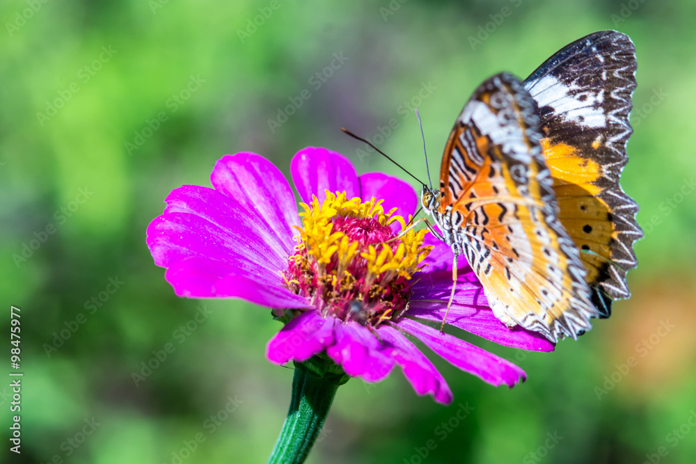 macro of butterfly on zinnia flower (The Leopard Lacewing) macro of butterfly on zinnia flower (The Leopard Lacewing)