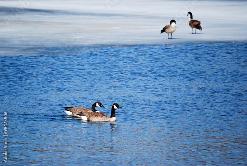 Geese on Winter Pond