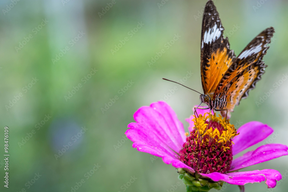 macro of butterfly on zinnia flower (The Leopard Lacewing) macro of butterfly on zinnia flower (The Leopard Lacewing)