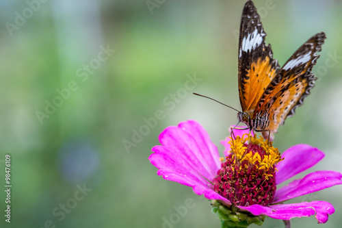 macro of butterfly on zinnia flower (The Leopard Lacewing)