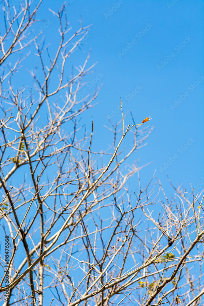 dry brunch of tree against blue sky.(selective focus) dry brunch of tree against blue sky.(selective focus)