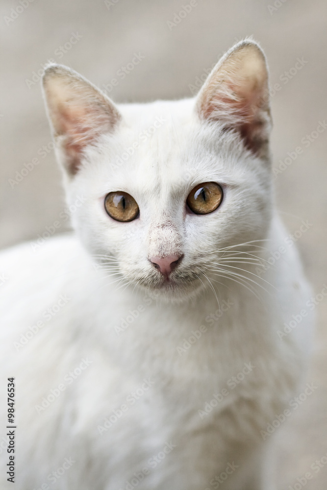 Portrait of a white wildcat
