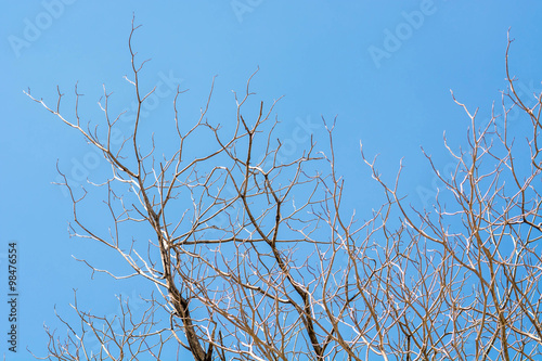 dry brunch of tree against blue sky