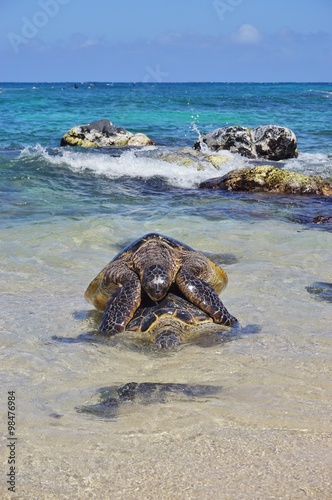 Honu giant Hawaiian green sea turtles in Hookipa Beach Park, on the North Shore of Maui, Hawaii