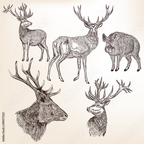 Set of detailed hand drawn animals