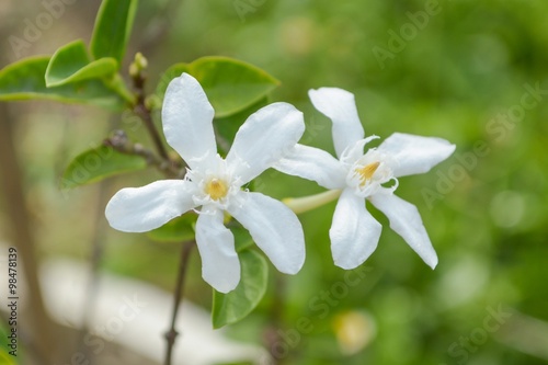 Inda white flower in garden