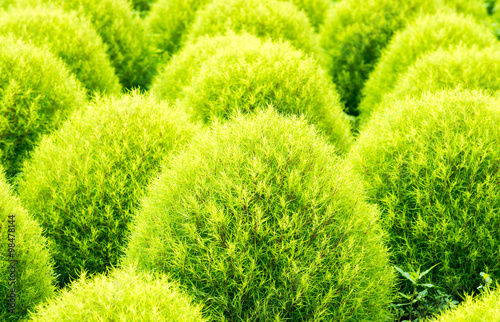 Bassia kochia at Hitachi Kaihin Park,ibaragi,tourism of japan（日立海浜公園のコキア） photo