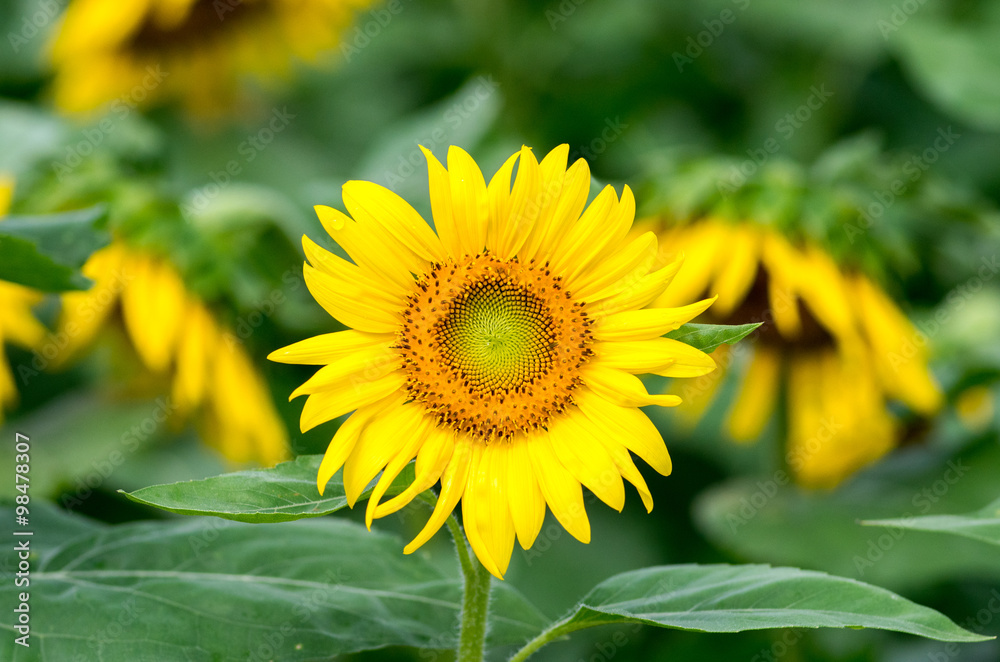 sunflower(向日葵・ひまわり) sunflower(向日葵・ひまわり)