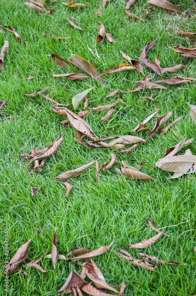 dry leaves on green grass in nature garden dry leaves on green grass in nature garden
