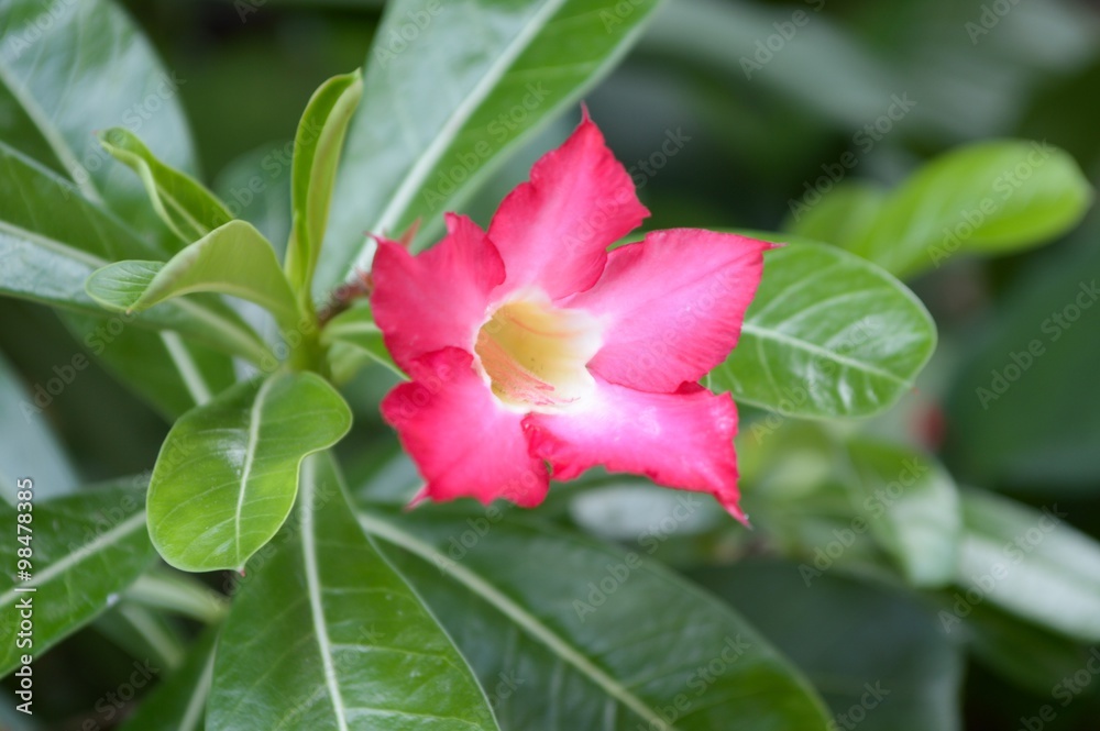 pink Adenium obesum flower in garden pink Adenium obesum flower in garden