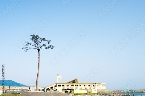 Rikuzentakata solitary pine tree,iwate,tourism of japan（陸前高田・奇跡の一本松） photo