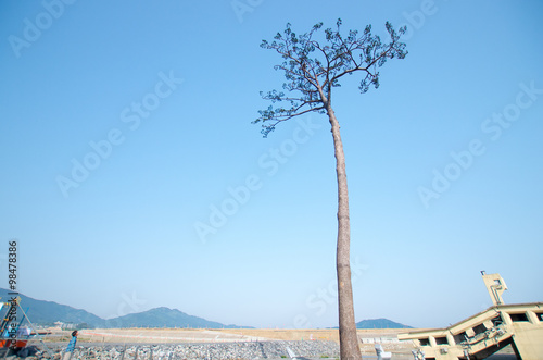 Rikuzentakata solitary pine tree,iwate,tourism of japan（陸前高田・奇跡の一本松）