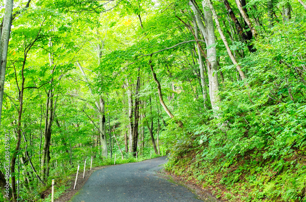 Obraz premium forest（森林）