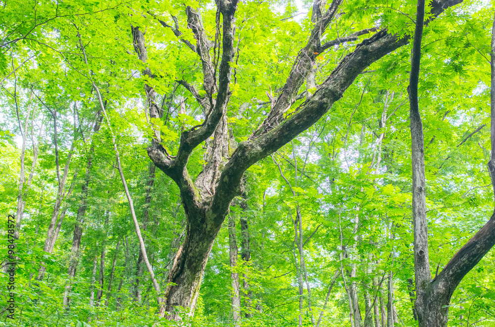 Obraz premium forest（森林）