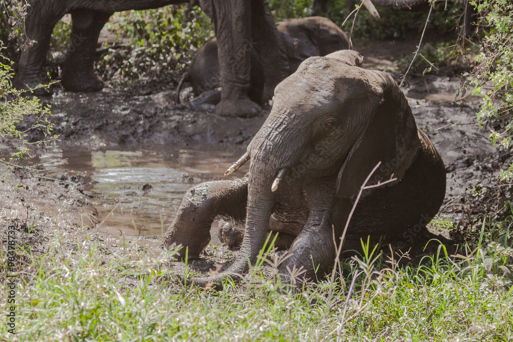 Obraz premium Elephant baby taking mud bath, Lake MAfrica