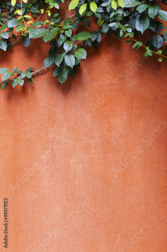 Ivy on the orange wall