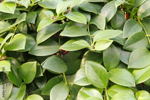 The leaves of plants