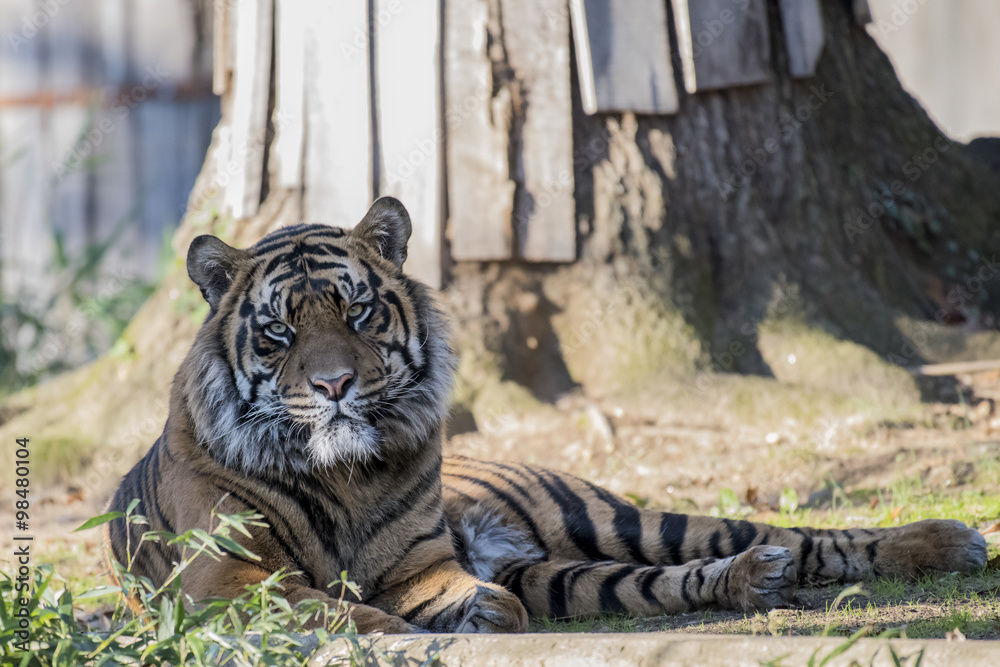 Fototapeta premium Tiger at the National Zoo in Washington DC
