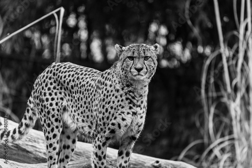 Cheetah in Black and White at the National Zoo in Washington DC photo