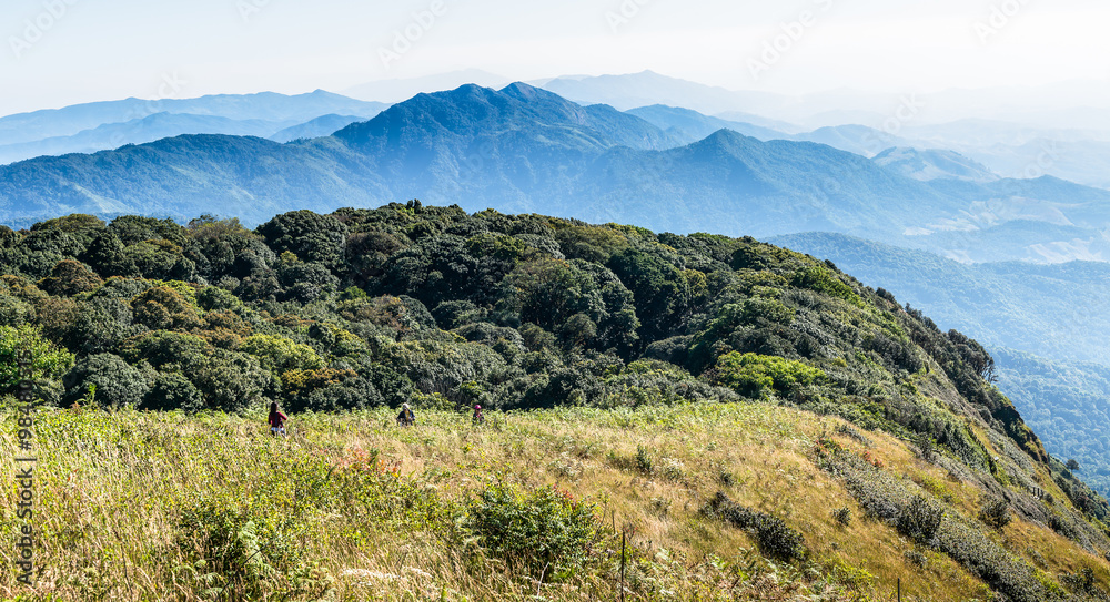 Fototapeta premium Montane forest at Kew Mae Pan Nature trail