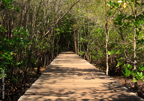 Passages in the mangrove forest