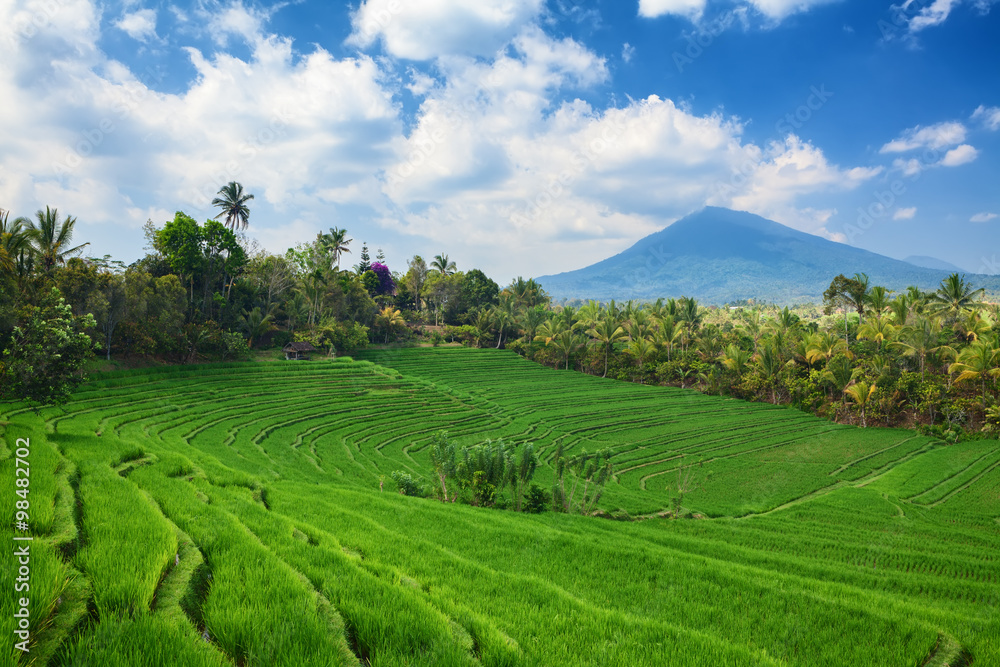 Beautiful sight of Balinese bright green rice growing on tropical field terraces under clouds in blue sky. Scenic Asian backgrounds and landscapes, nature of Bali island and travel places in Indonesia