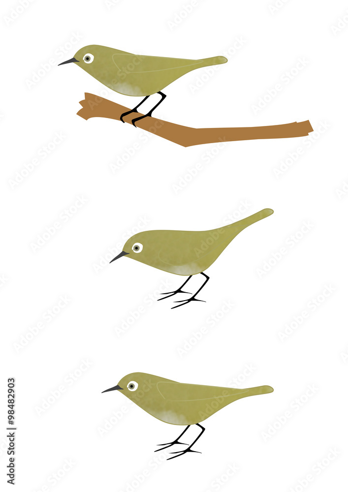 メジロ イラストセット Stock Illustration Adobe Stock