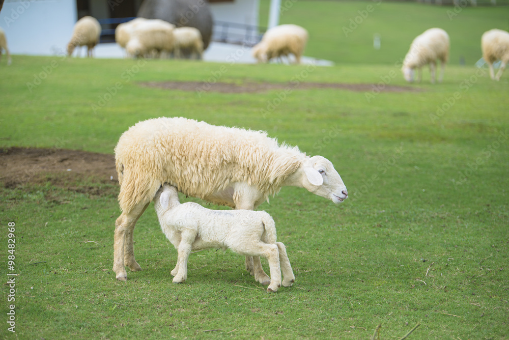 Sheep milk Sheep milk