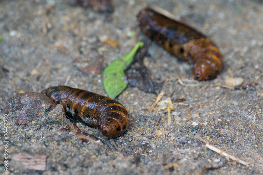 Moth larvae on soil Moth larvae on soil