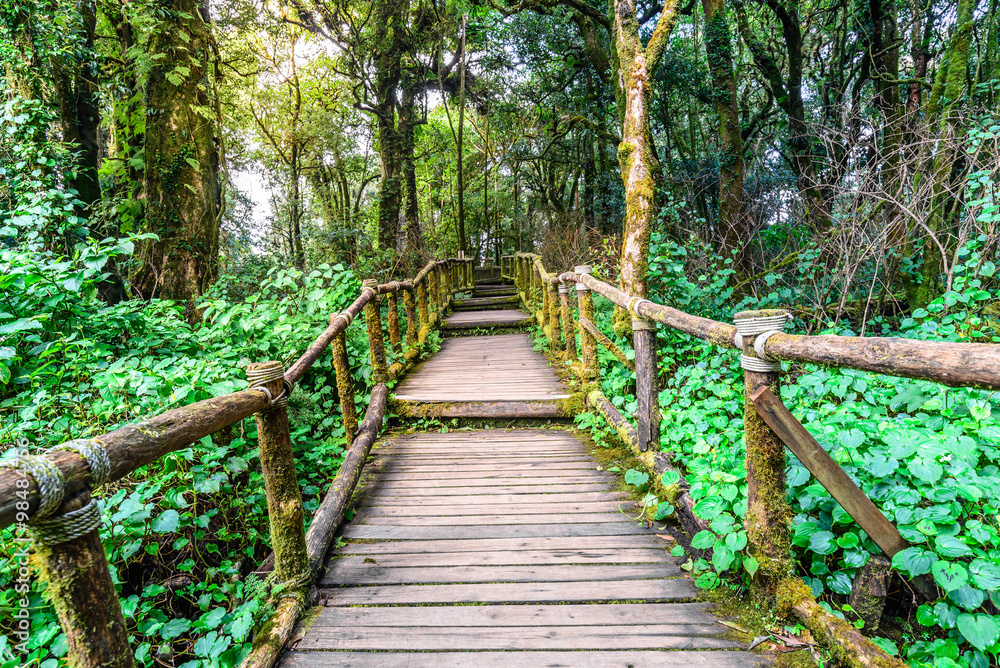 Obraz Ścieżka przyrodnicza drewniany chodnik w Parku Narodowym Doi Inthanon w Chiang Mai, Tajlandia.