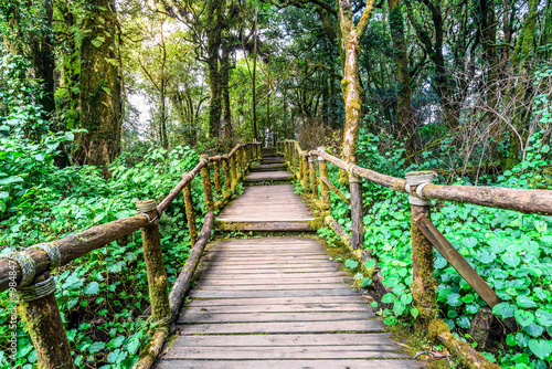 Wooden footpath nature trail at Doi Inthanon National Park in Chiang Mai, Thailand.
