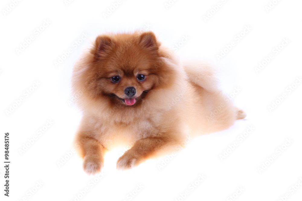 brown pomeranian dog isolated on white background brown pomeranian dog isolated on white background