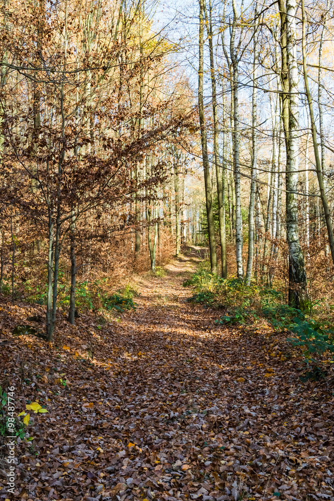 Fototapeta premium Forest road in autumn II