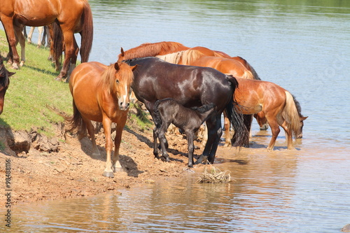 Horses drinking at horse-pond and swimming in the summer day