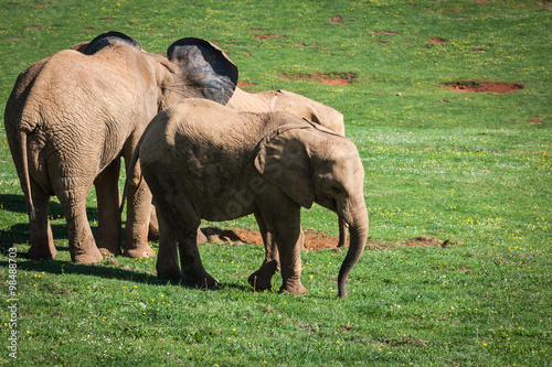 Elephants family on African savanna. Safari in Amboseli  Kenya 