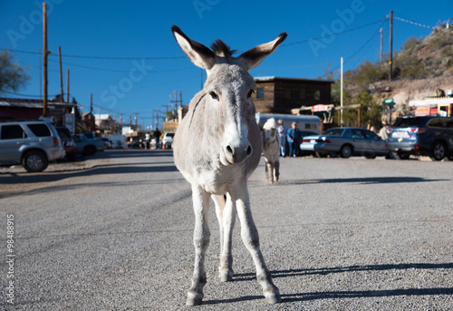 Burro standing at Oatman Ghost town