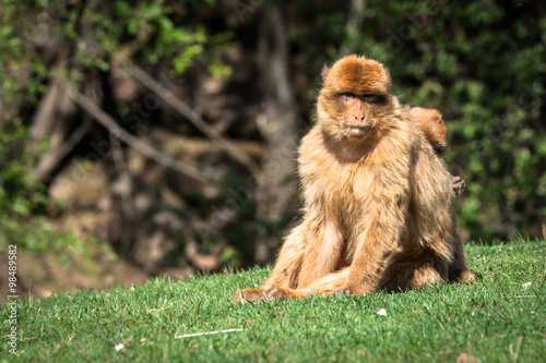 Closeup of barbary macaque monkey in Gibraltar