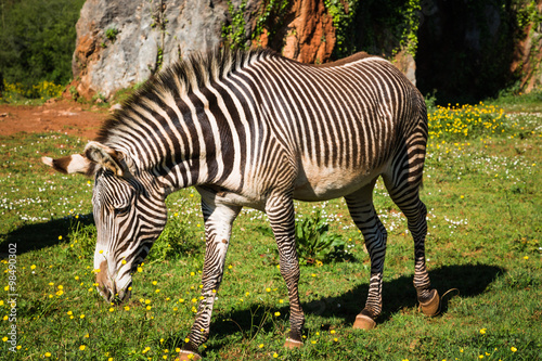 Grevy s Zebra  samburu national park  Kenya