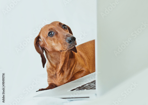 Cute little dog looking with irony at camer with laptop © Anna Alferova