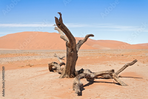 Dead tree in desert landscape of Sossusvlei  Namibia 